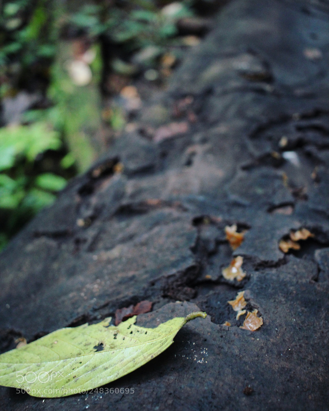 Canon EOS 600D (Rebel EOS T3i / EOS Kiss X5) sample photo. Beautiful decay photography