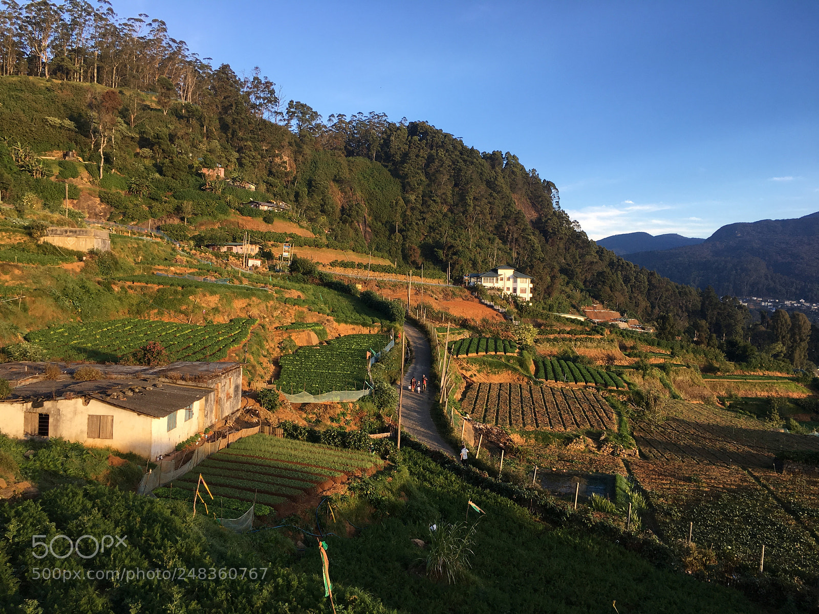 Apple iPhone 6s sample photo. #nuwara eliya photography