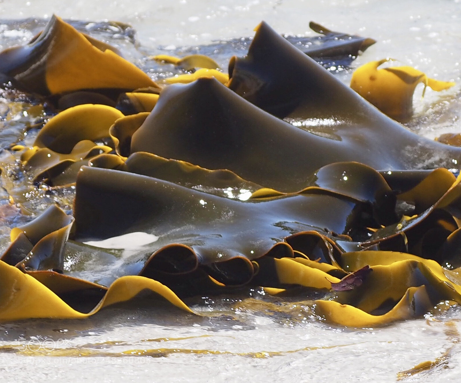 Olympus OM-D E-M10 sample photo. Kelp - tasmania photography