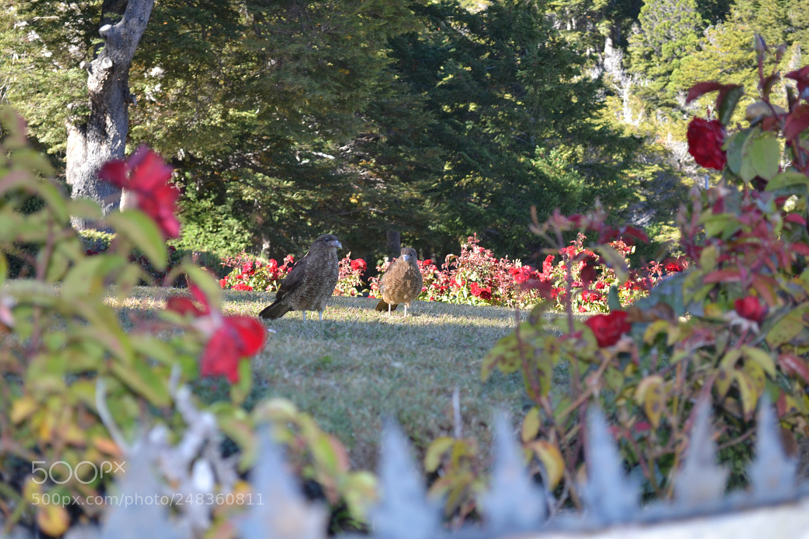 Nikon D3100 sample photo. Vista entre rosas photography