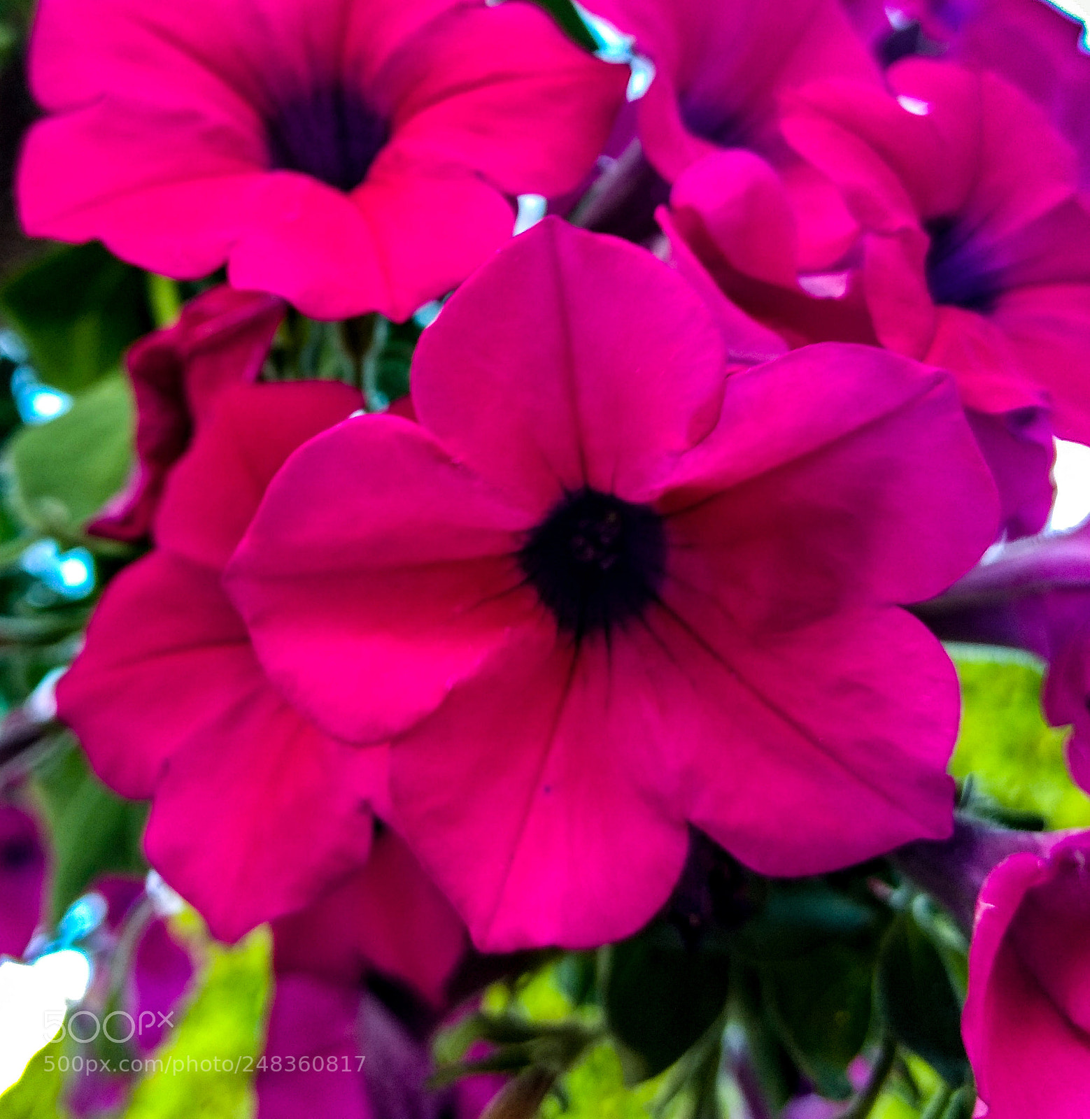 Motorola Moto G (4) sample photo. Flor 2 photography