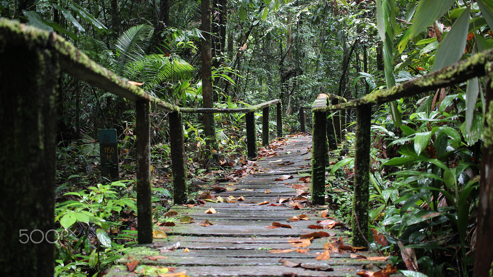 Canon EF-S 24mm F2.8 STM sample photo. Borneo lust photography