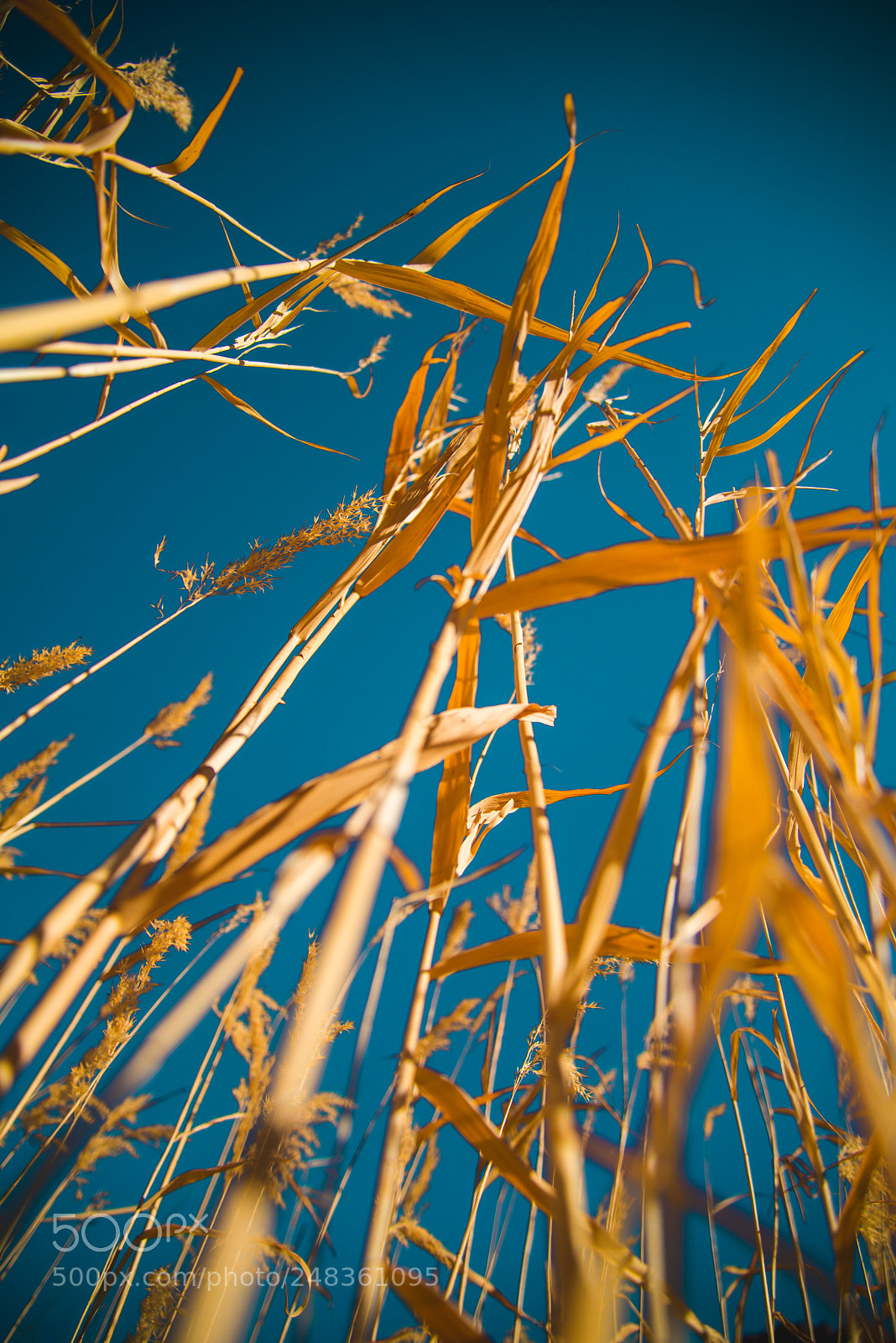 Nikon D600 sample photo. View from below photography