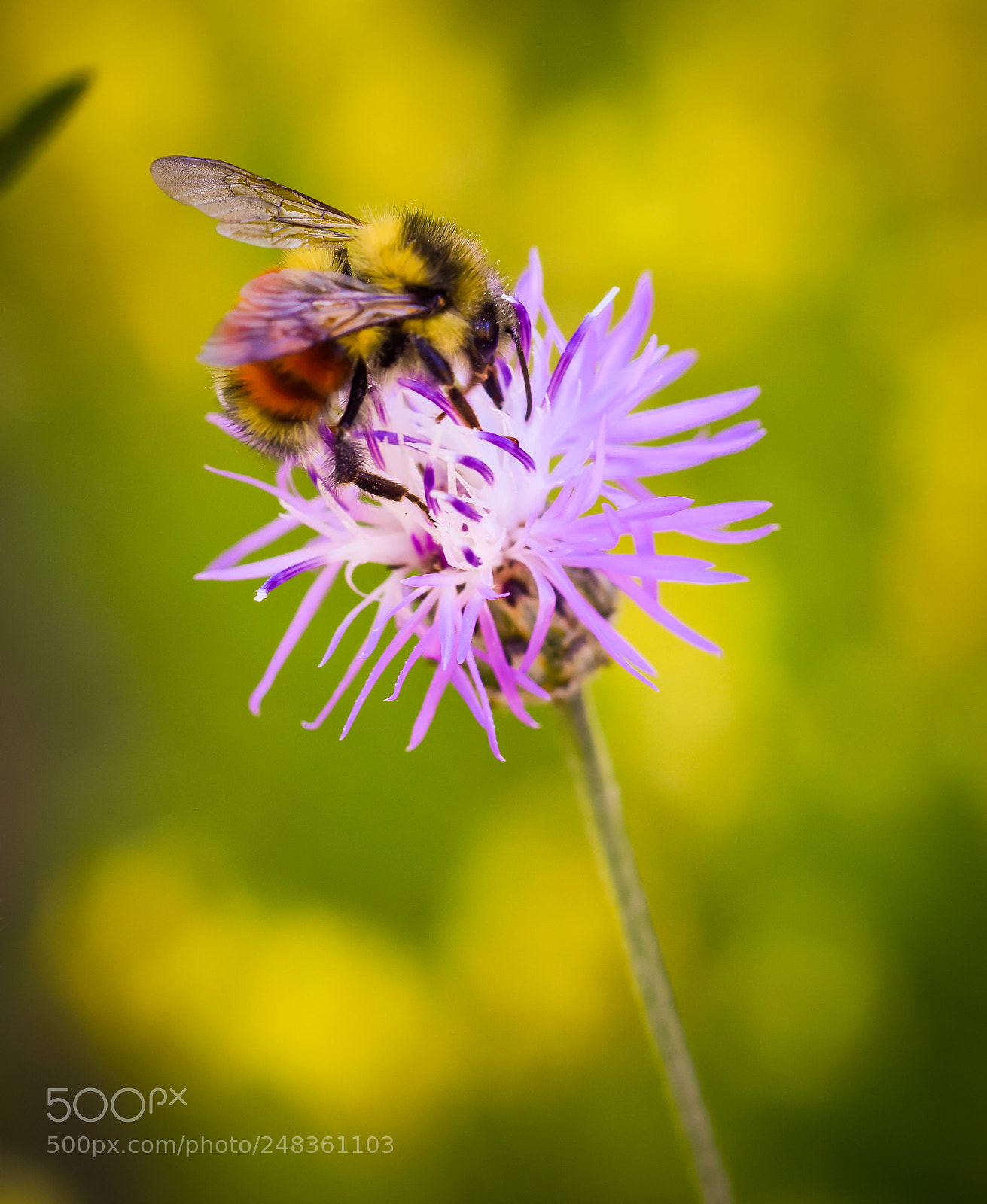 Nikon D7200 sample photo. Purple flower with bumble photography