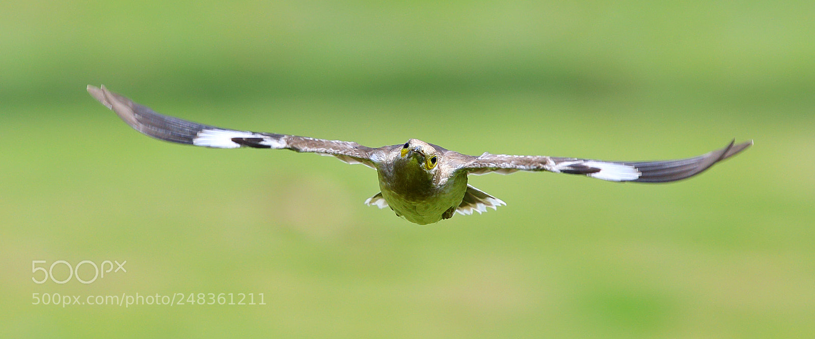 Canon EOS-1D X sample photo. Thinking in flight photography