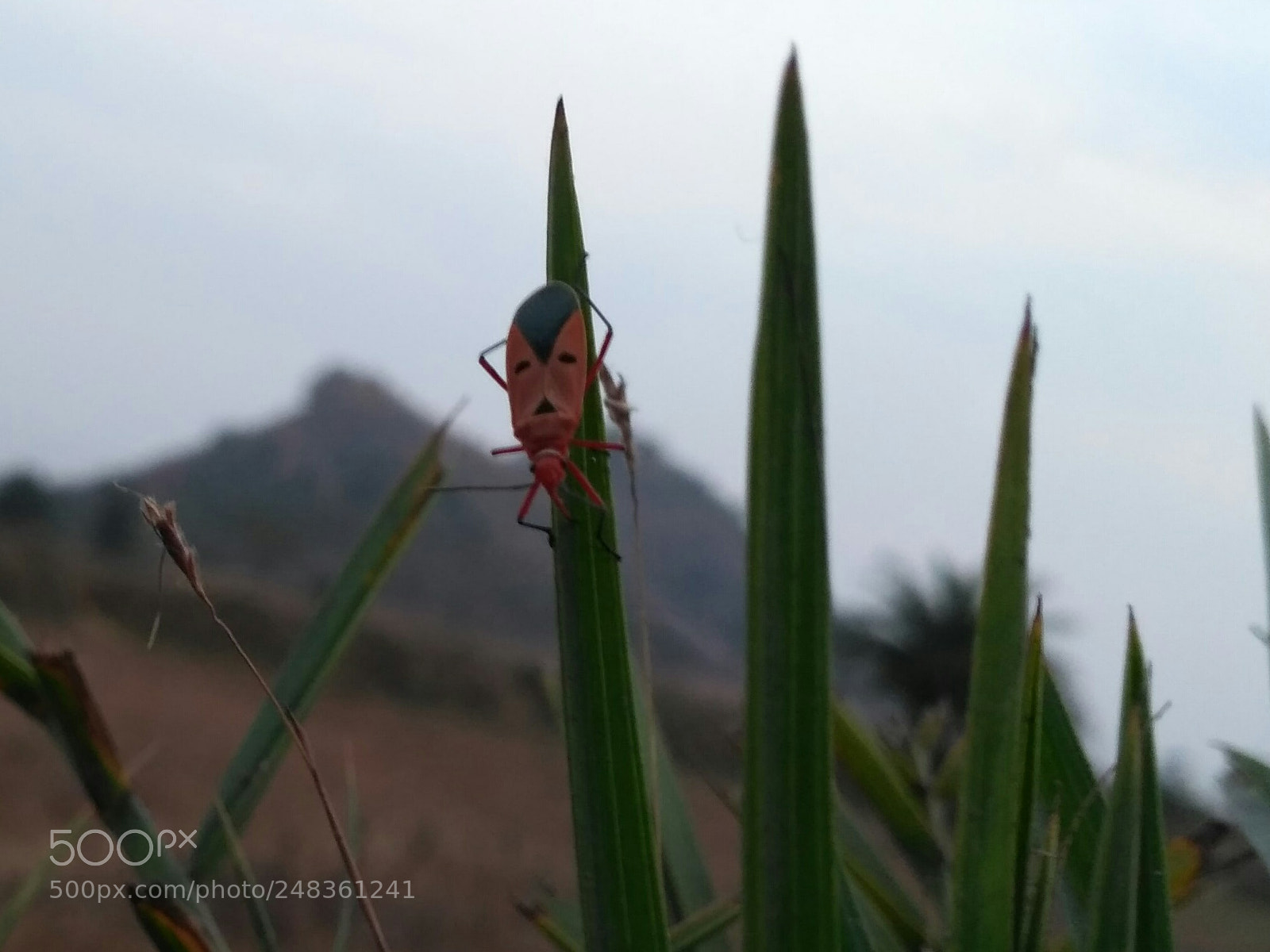 Xiaomi Redmi 3S sample photo. Img_20180223_225828.jpg photography
