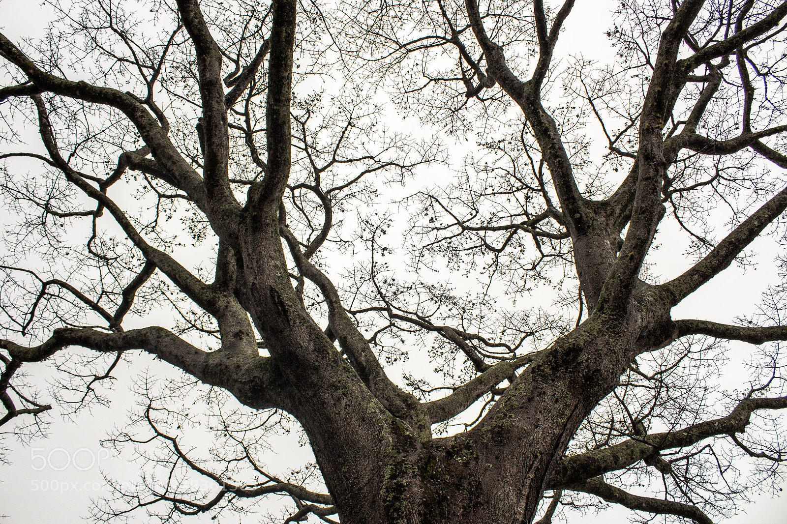 Canon EOS 600D (Rebel EOS T3i / EOS Kiss X5) sample photo. Tree photography