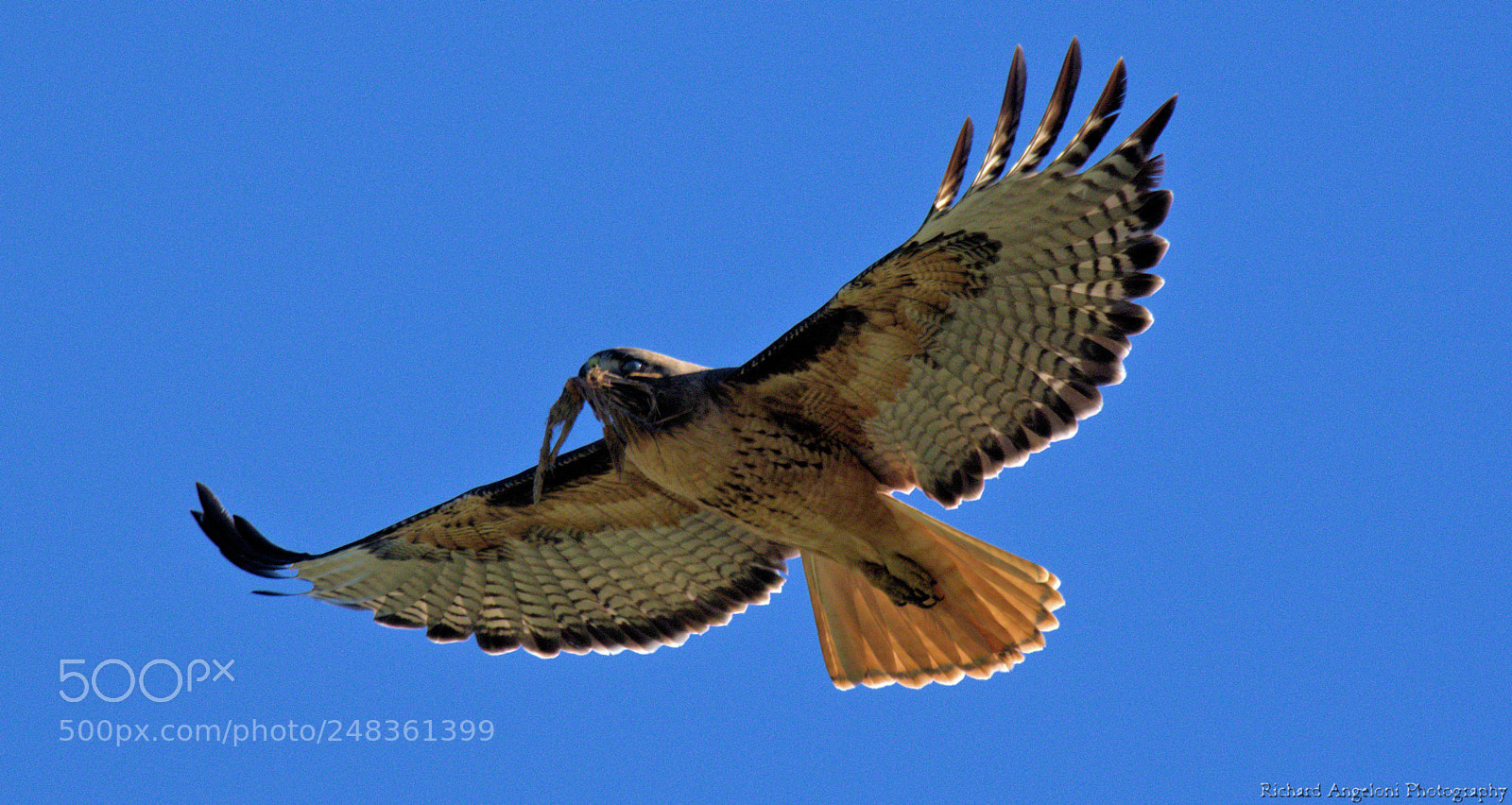 Nikon D7200 sample photo. Red tail hawk making photography