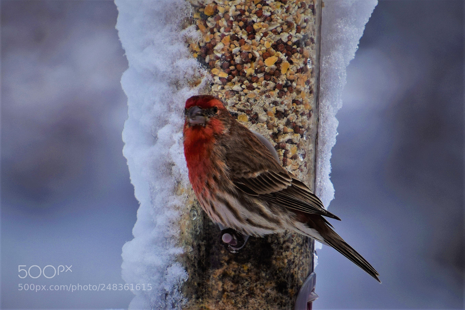 Nikon D5300 sample photo. House finch. photography