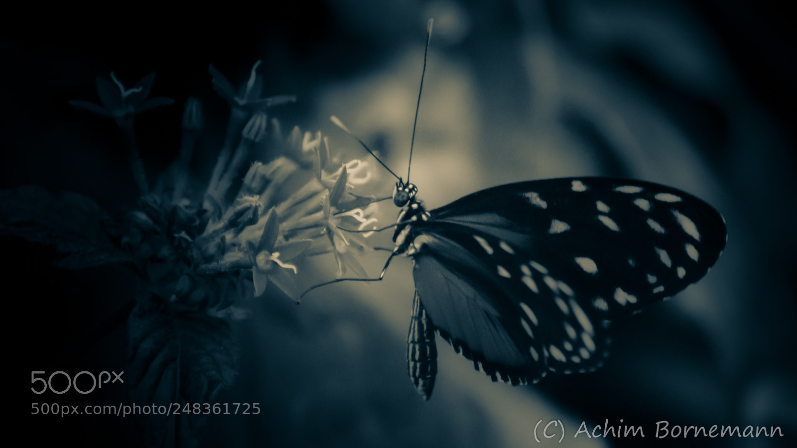 Sony SLT-A68 sample photo. Butterfly photography