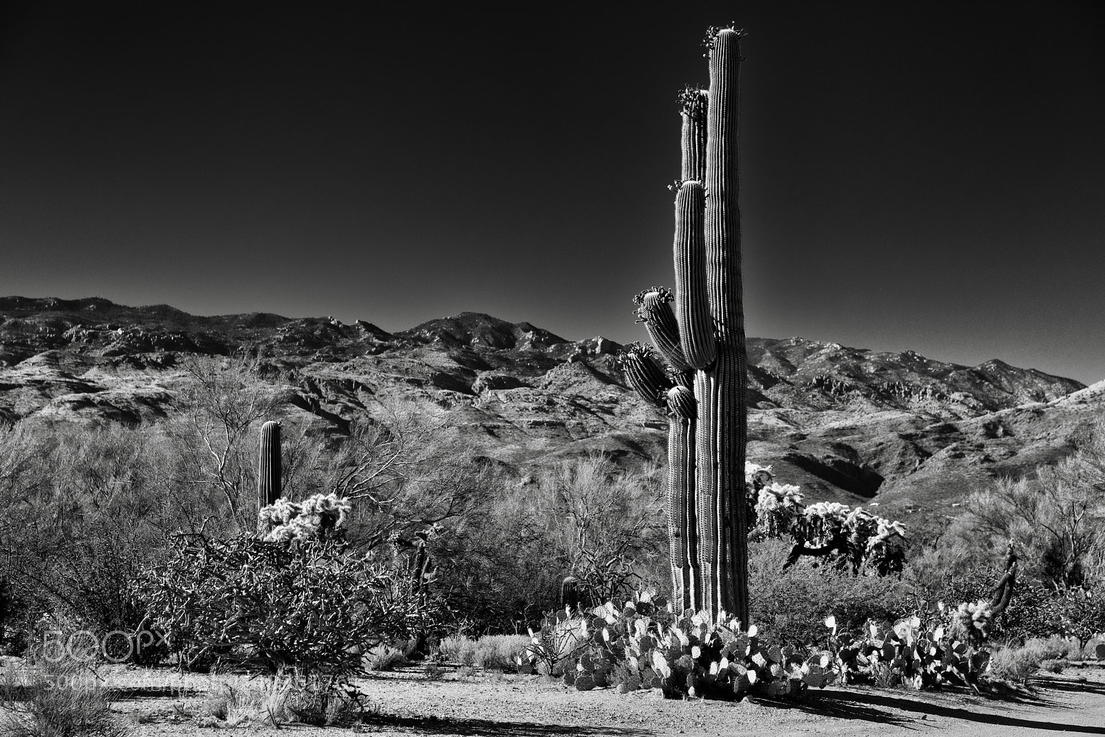 Nikon D800E sample photo. A desert landscape with photography