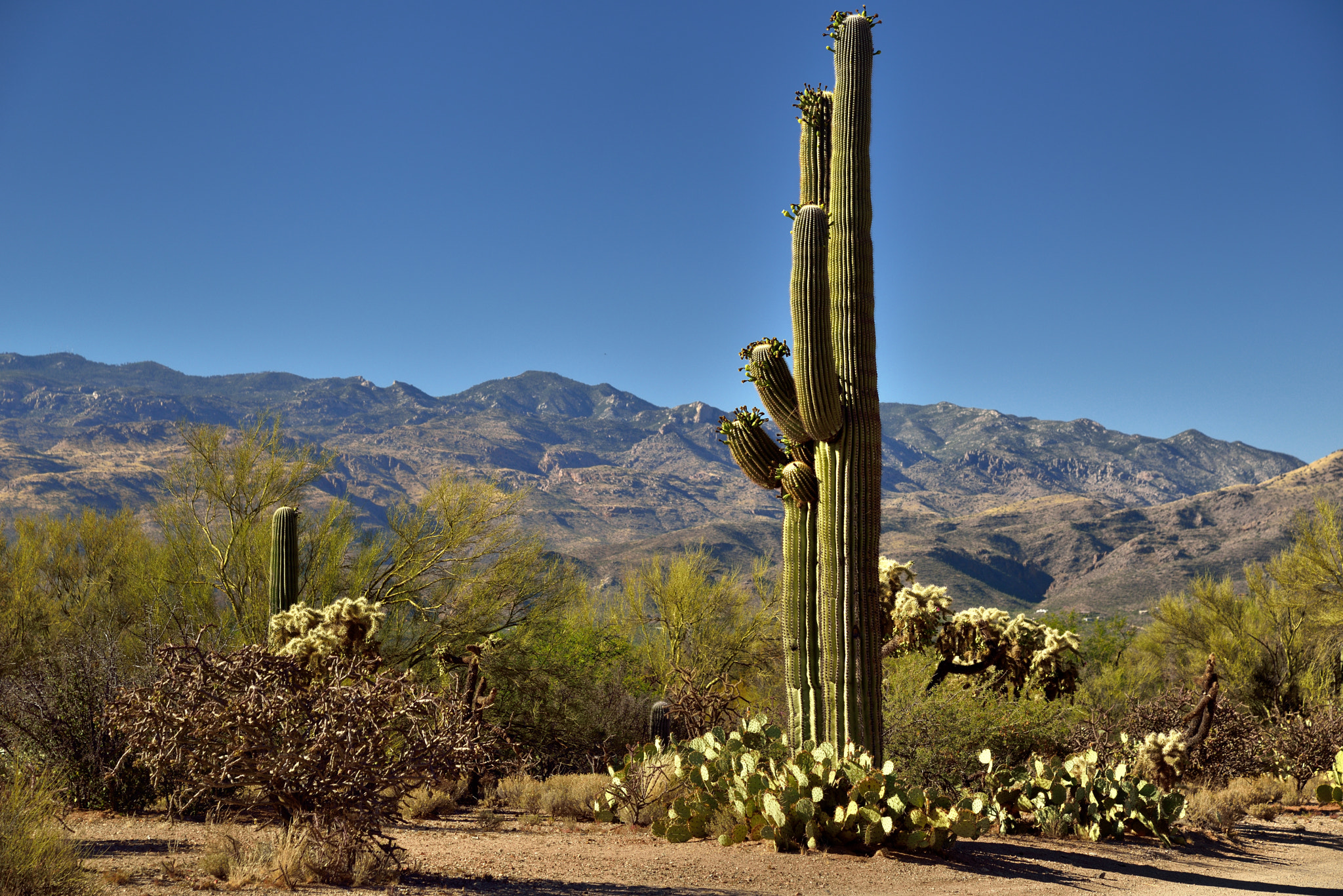 Nikon AF-S Nikkor 24-120mm F4G ED VR sample photo. A desert landscape with saguaro cactus, mountains and blue skies above photography
