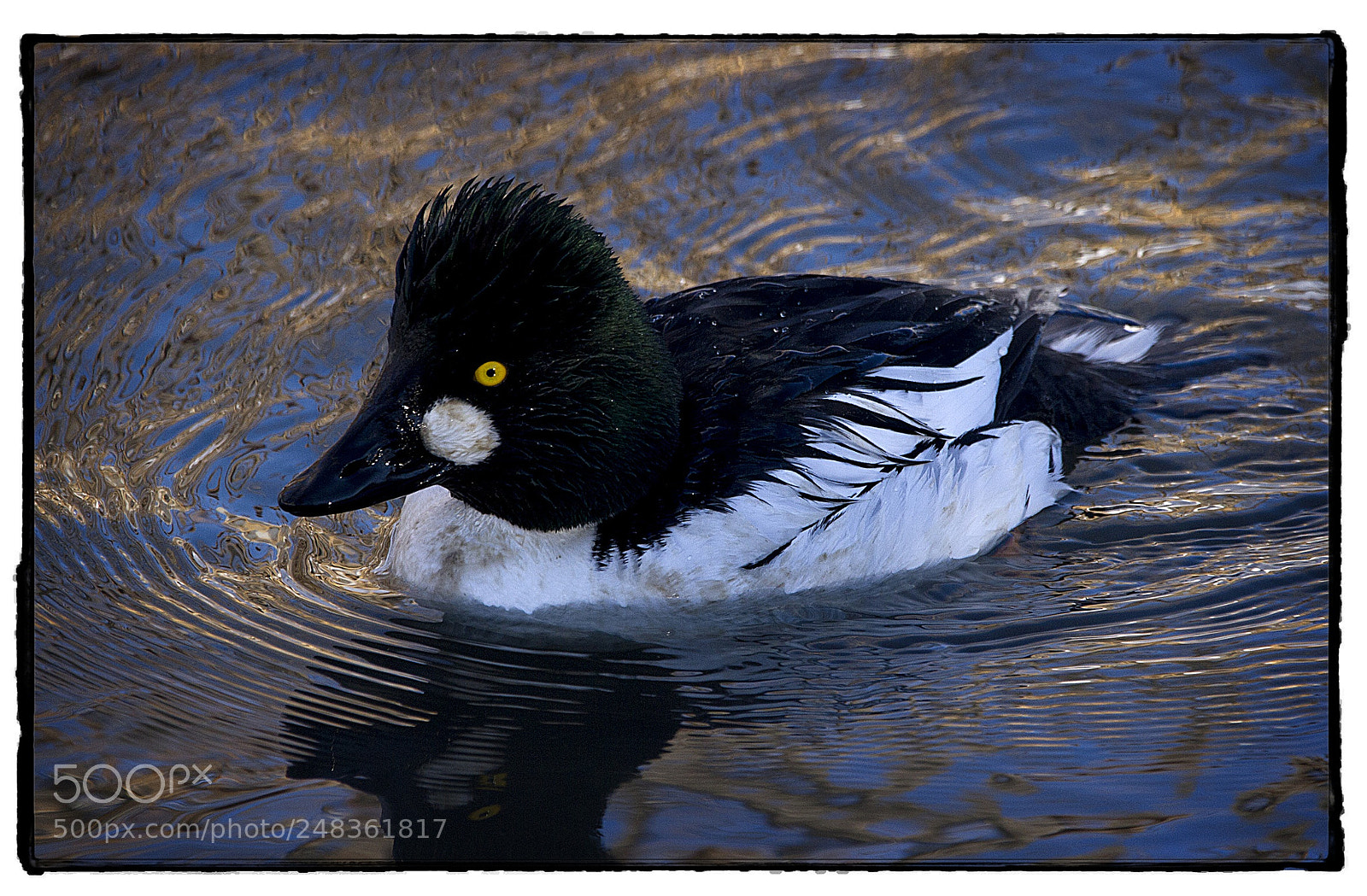 Canon EOS 7D sample photo. Common goldeneye photography