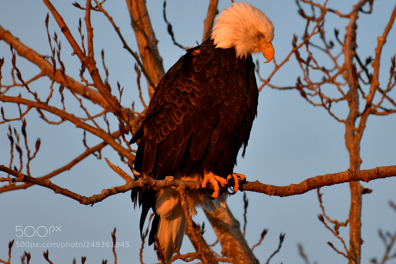 Nikon AF-S Nikkor 200-500mm F5.6E ED VR sample photo. Jan 1st sunrise 2018 photography