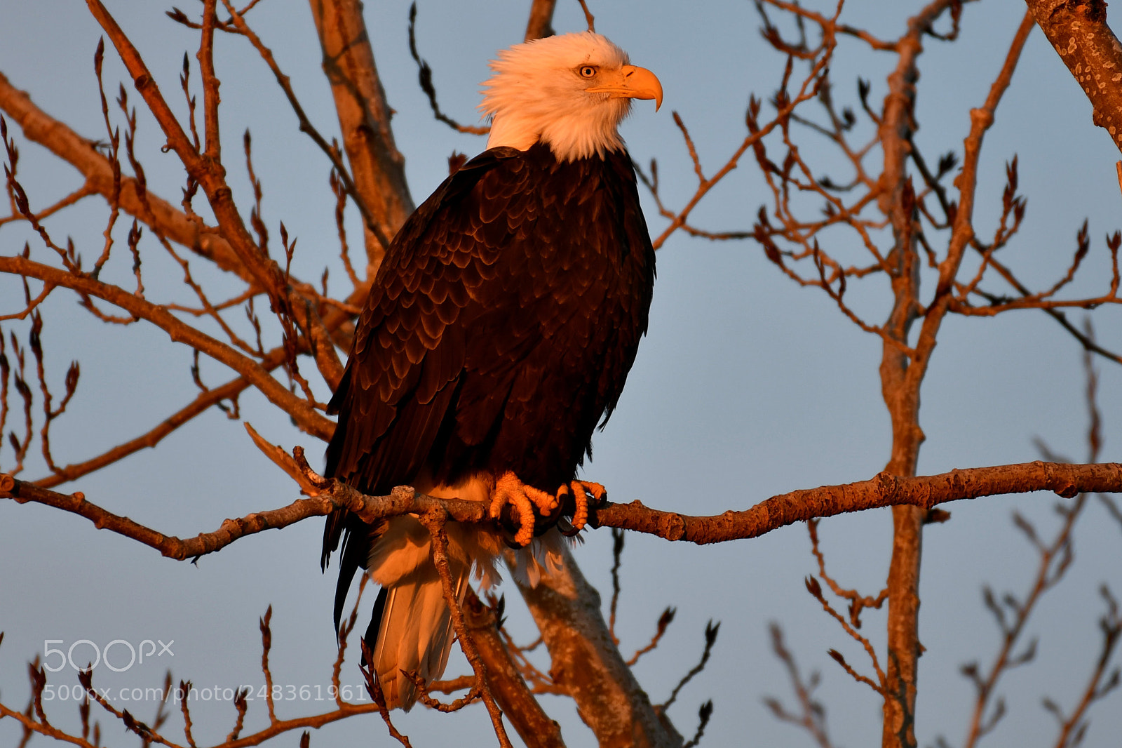 Nikon AF-S Nikkor 200-500mm F5.6E ED VR sample photo. Jan 1st sunrise 2018 photography