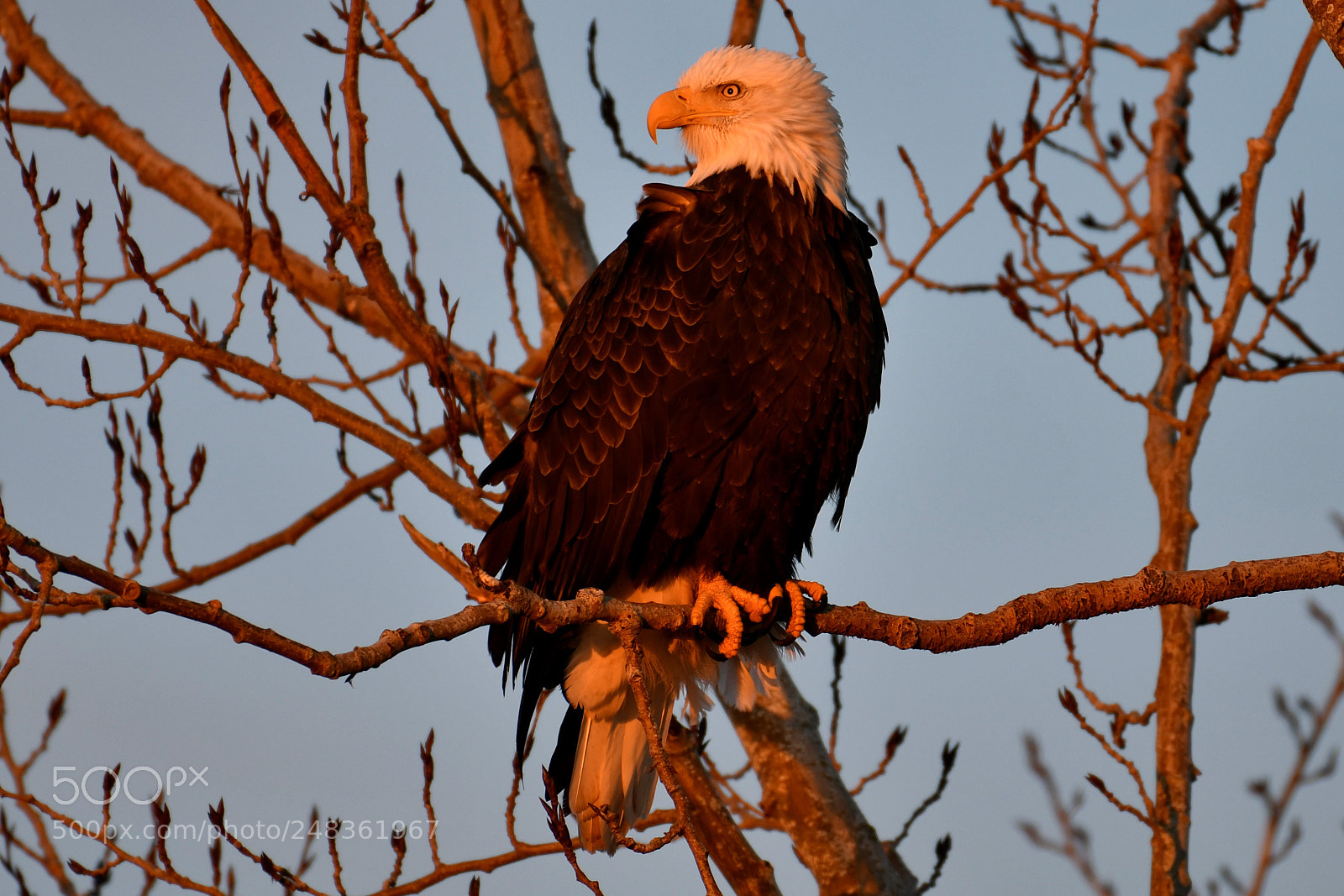 Nikon AF-S Nikkor 200-500mm F5.6E ED VR sample photo. Jan 1st sunrise 2018 photography