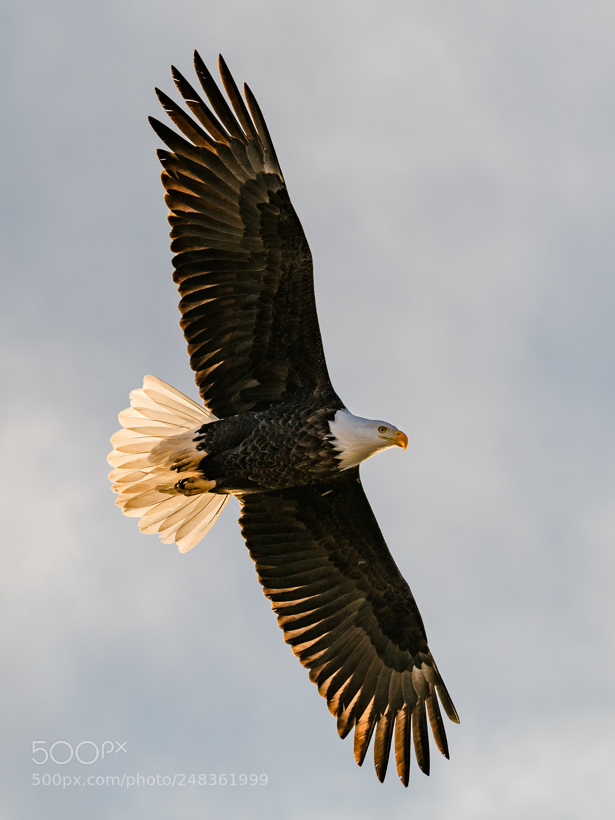 Nikon D850 sample photo. Bald eagle photography