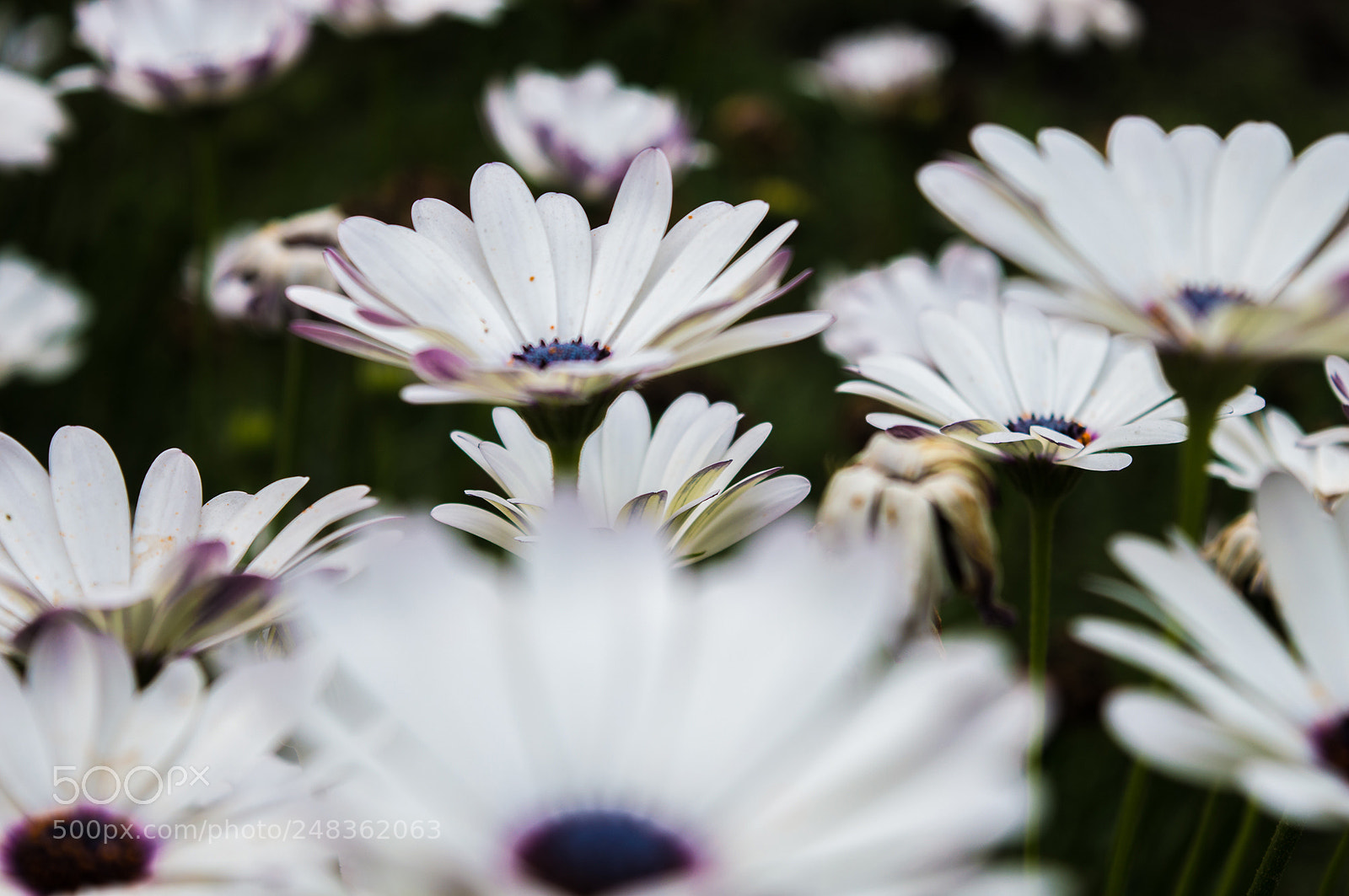 Nikon D3200 sample photo. Flower bed photography