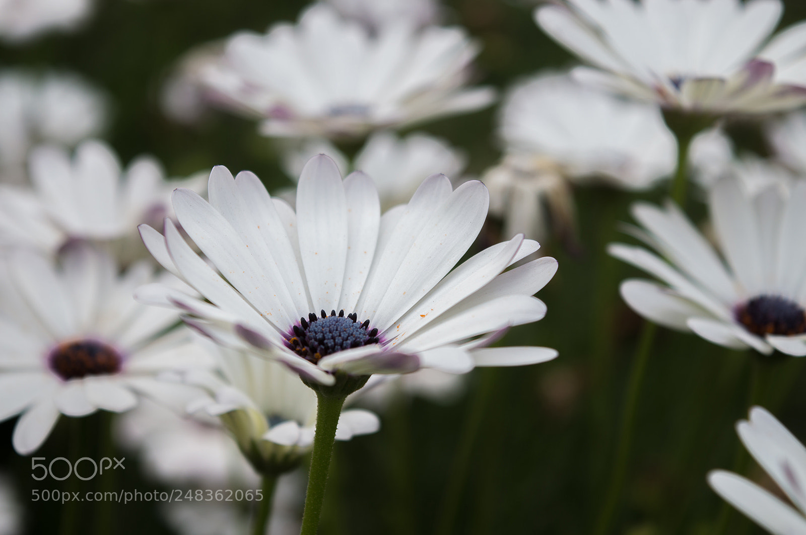 Nikon D3200 sample photo. Small flowers photography