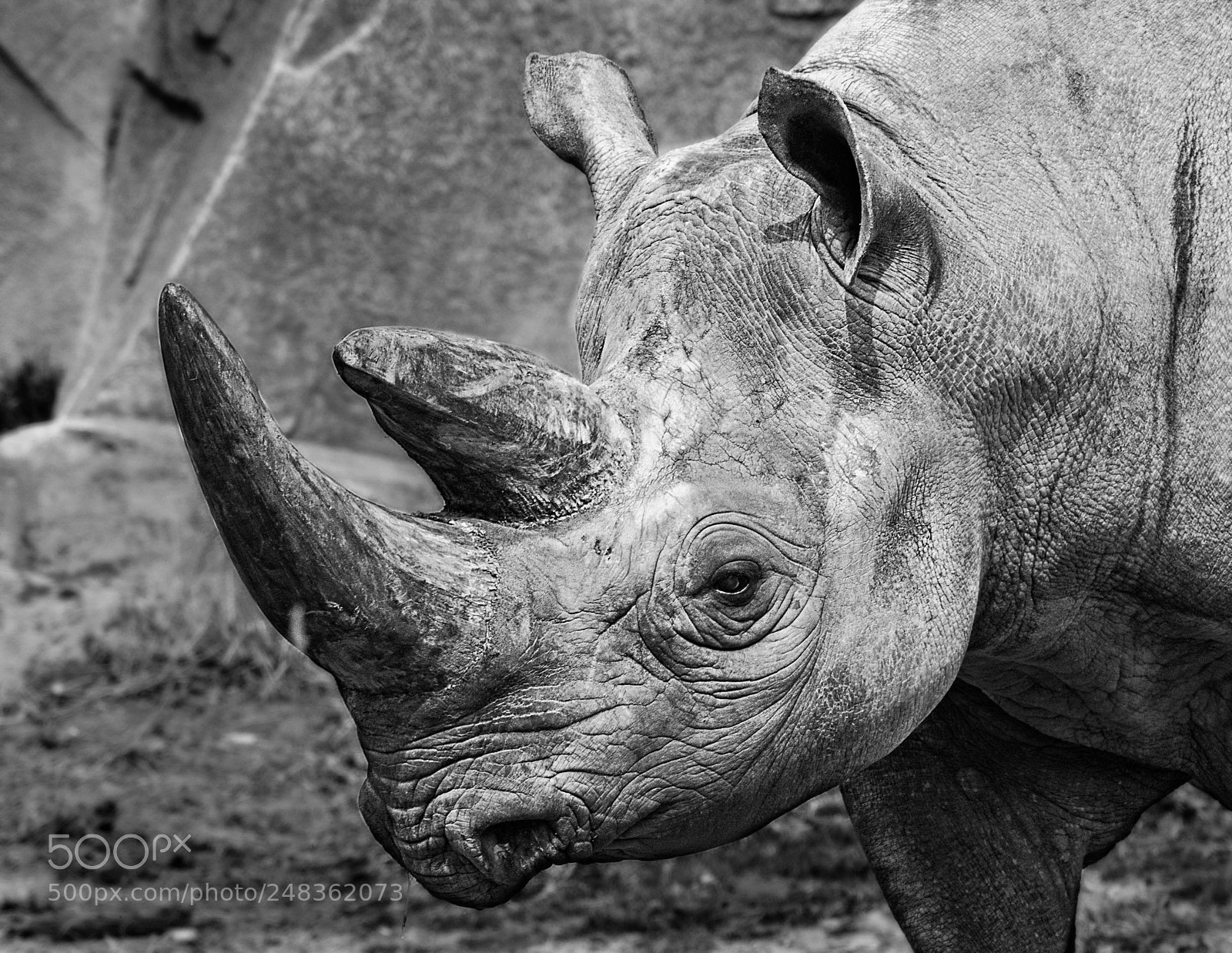 Nikon D5300 sample photo. Rhinoceros portrait photography