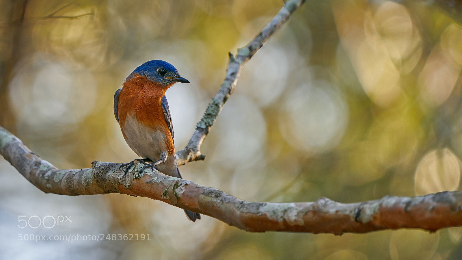 Sony a9 sample photo. Eastern bluebird photography