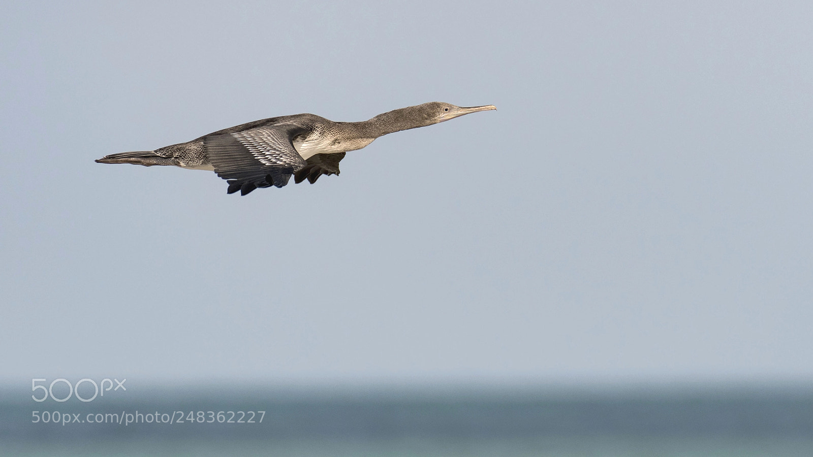 Nikon D500 sample photo. Pinnated bittern photography