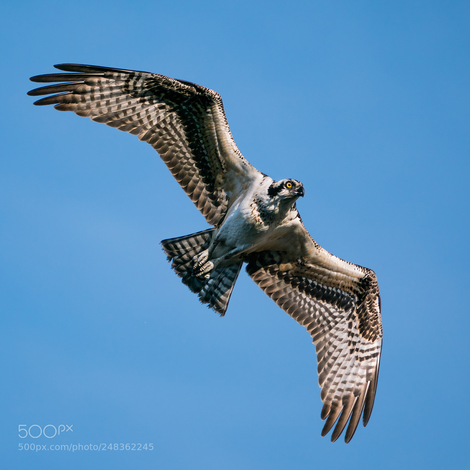 Sony a9 sample photo. Osprey flight v photography