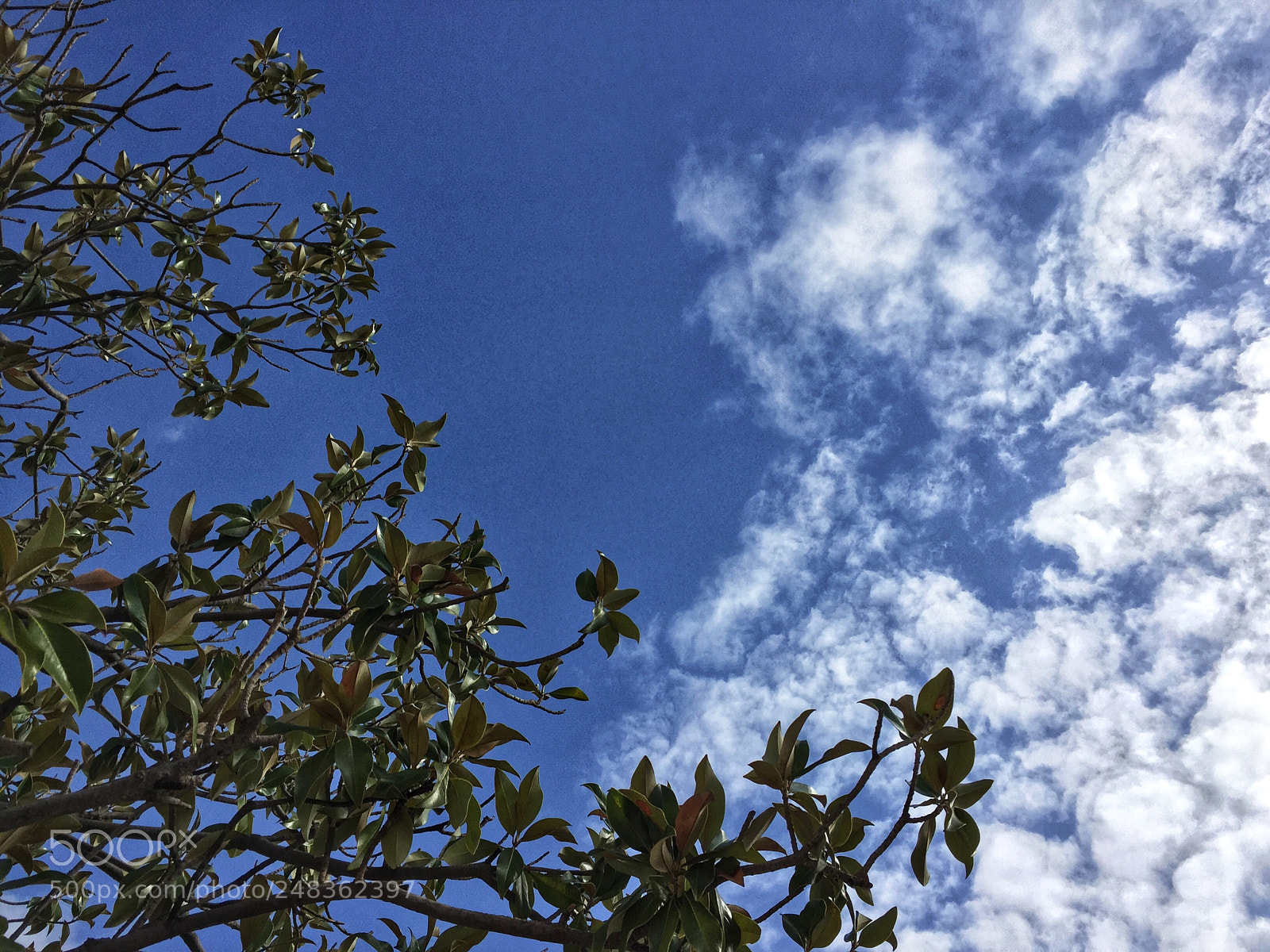 Apple iPhone 6 sample photo. When the tree touch photography