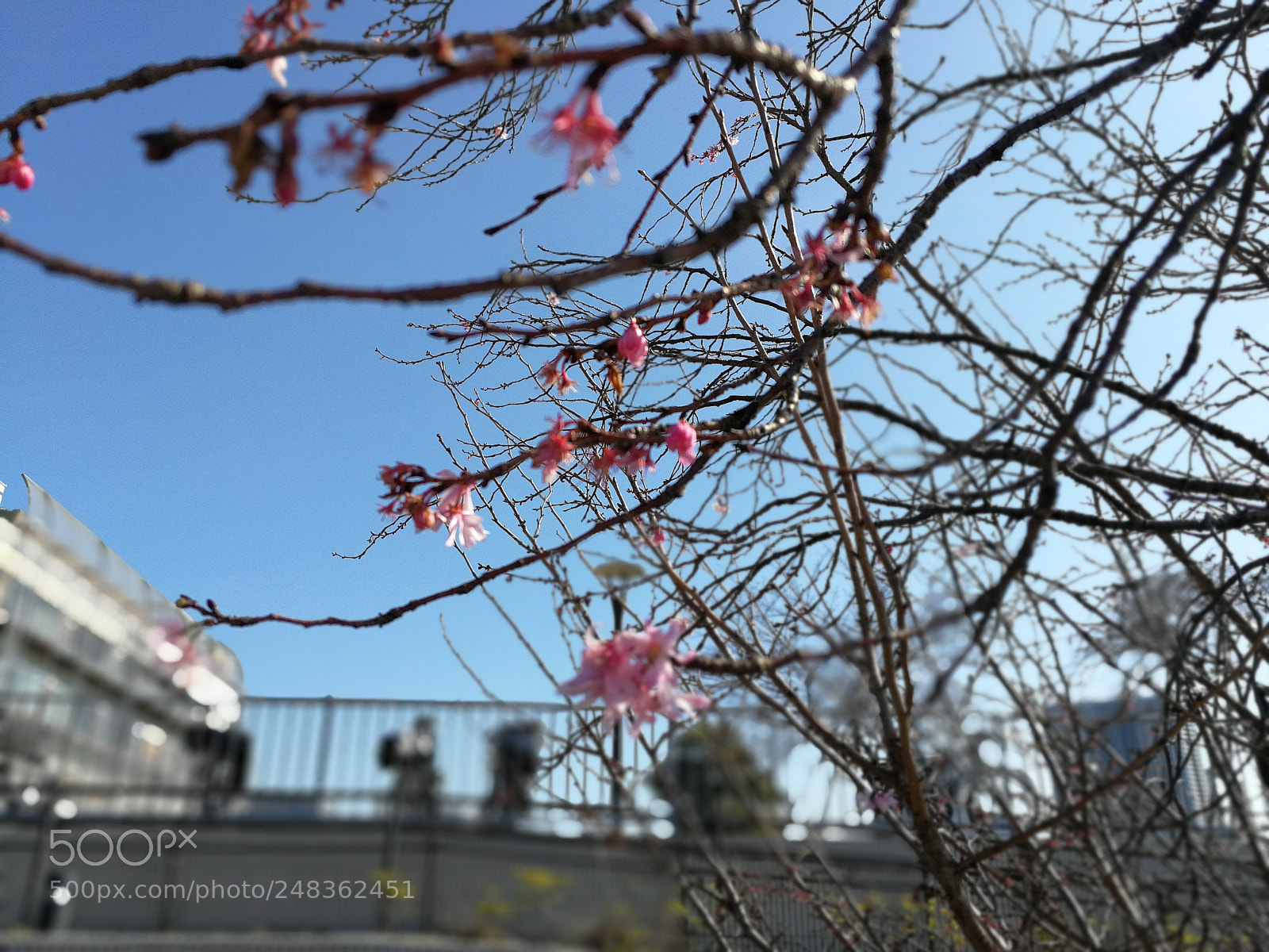 HUAWEI P10 sample photo. Untitled photography