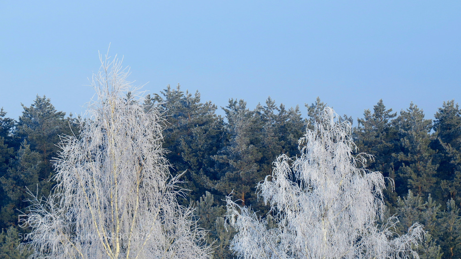 Canon PowerShot SX50 HS sample photo. Frosen morning photography