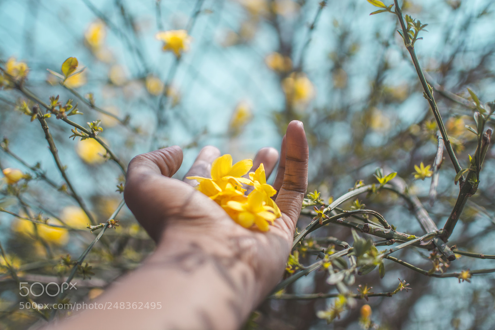 Nikon D5200 sample photo. Make this world bloom photography