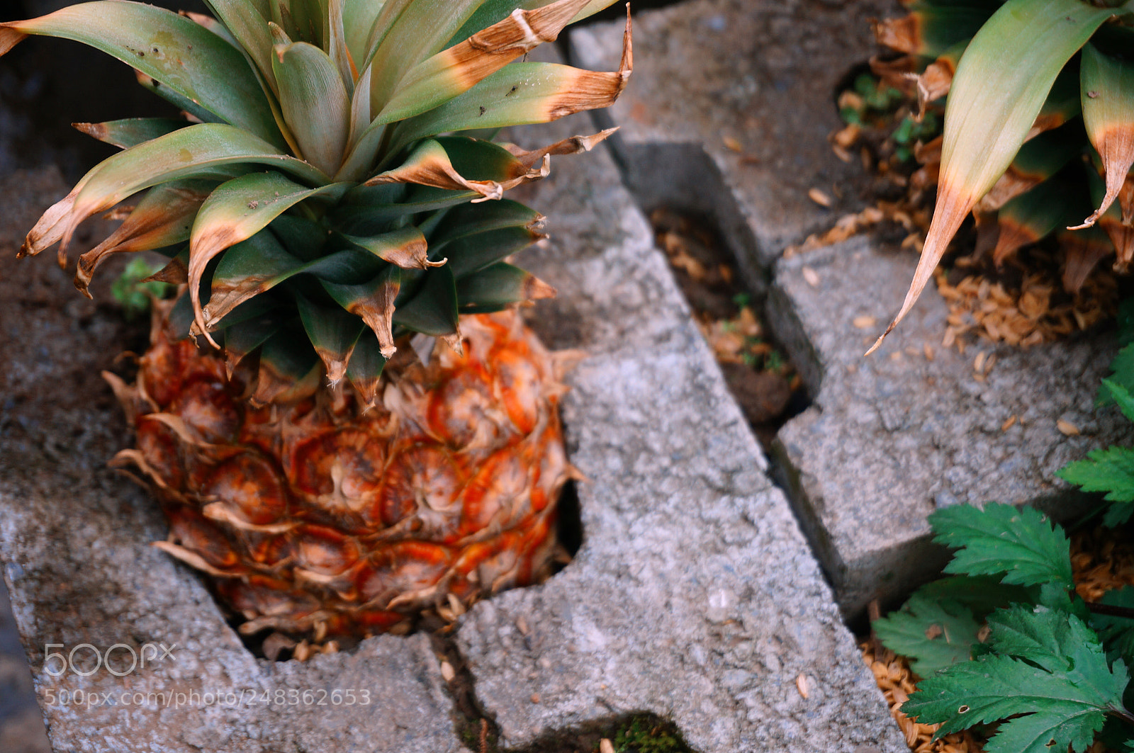 Sony Alpha NEX-5R sample photo. Untitled photography