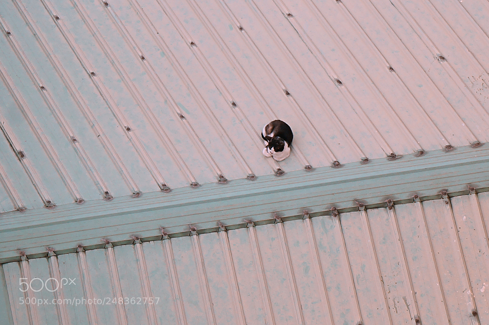 Sony Alpha NEX-5R sample photo. Untitled photography