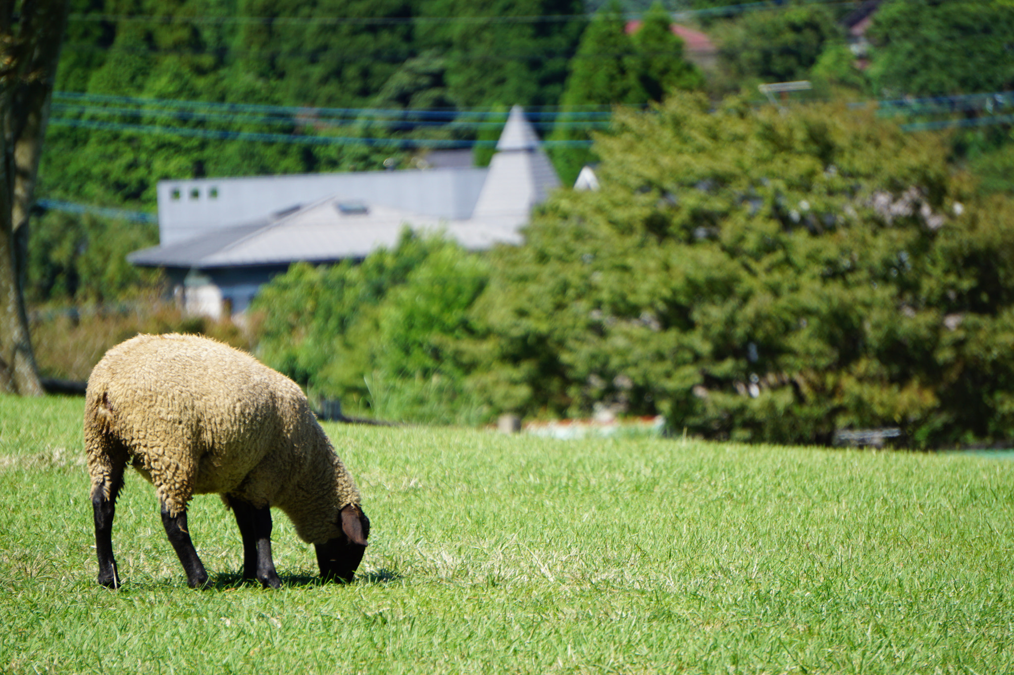 Sony E 55-210mm F4.5-6.3 OSS sample photo. In quiet and rest is your salvation: peace and hope are your strength. photography