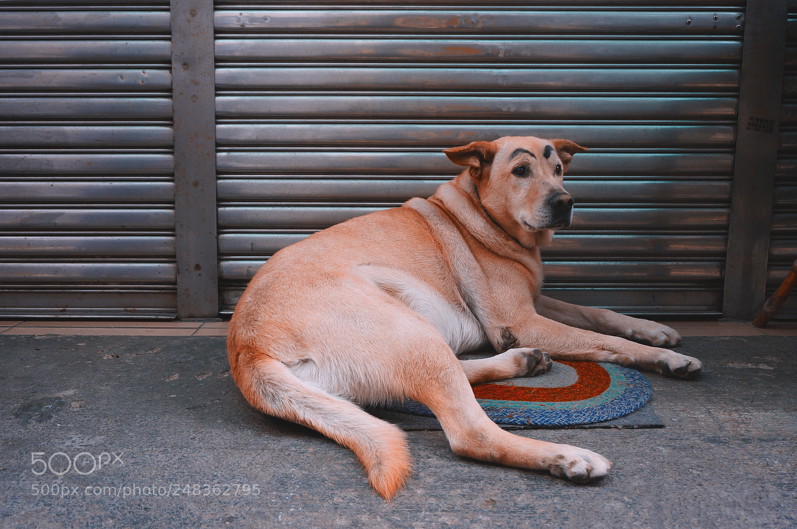 Sony Alpha NEX-5R sample photo. Untitled photography