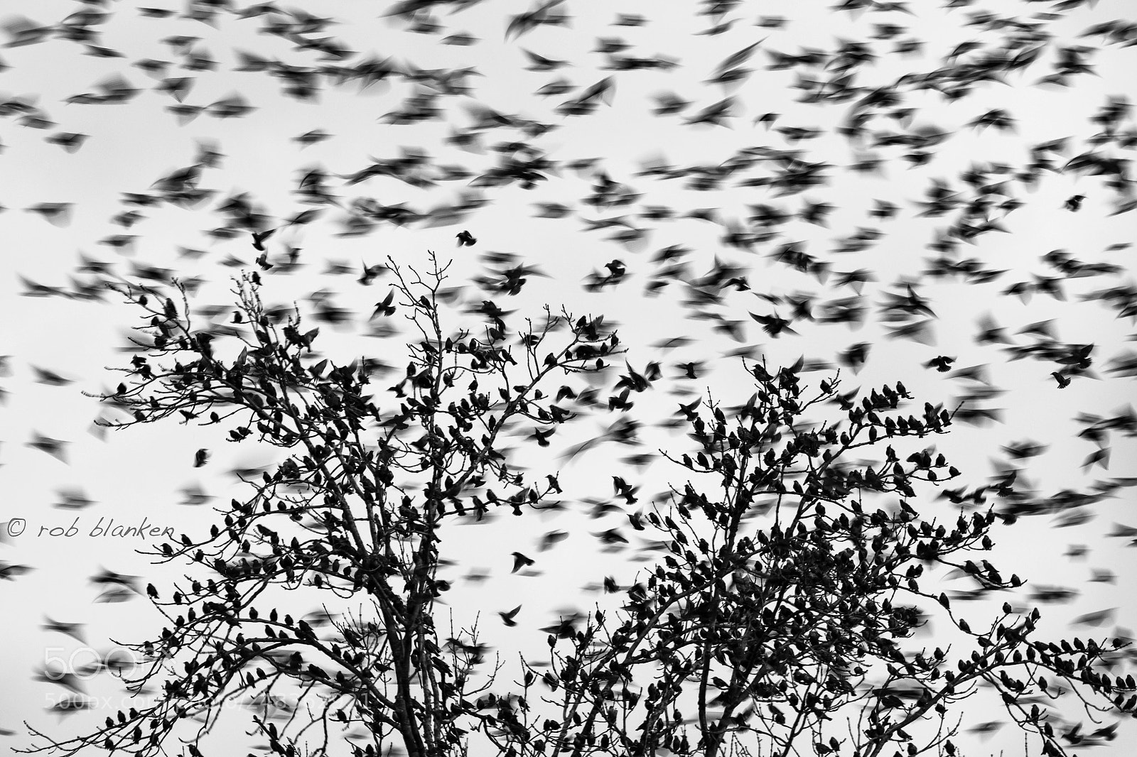 Nikon D850 sample photo. Moving birds (9) photography