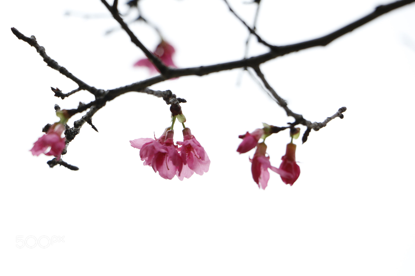 Canon EOS 700D (EOS Rebel T5i / EOS Kiss X7i) sample photo. Peach blossom photography