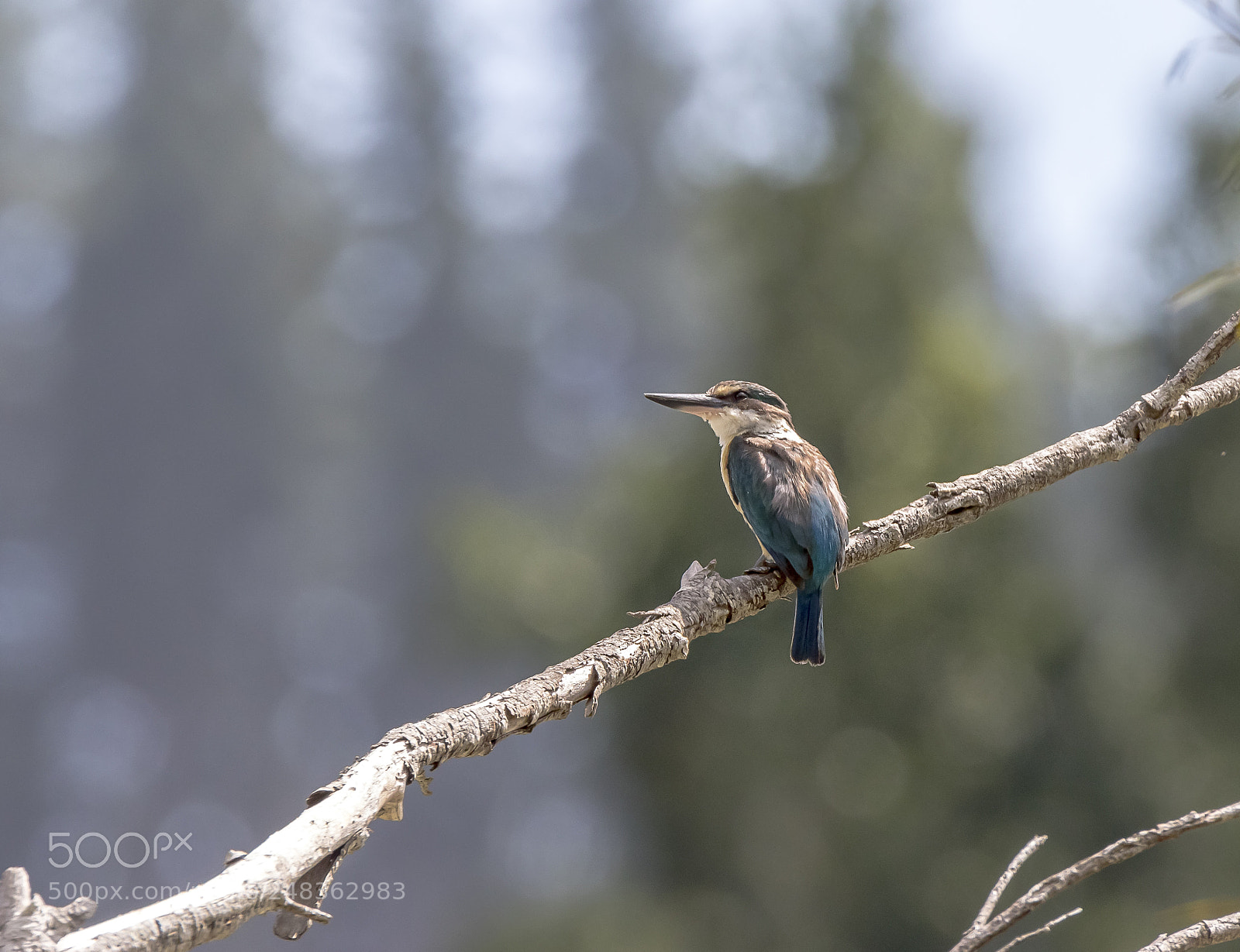 Canon EOS 7D Mark II sample photo. New zealand native kingfisher photography