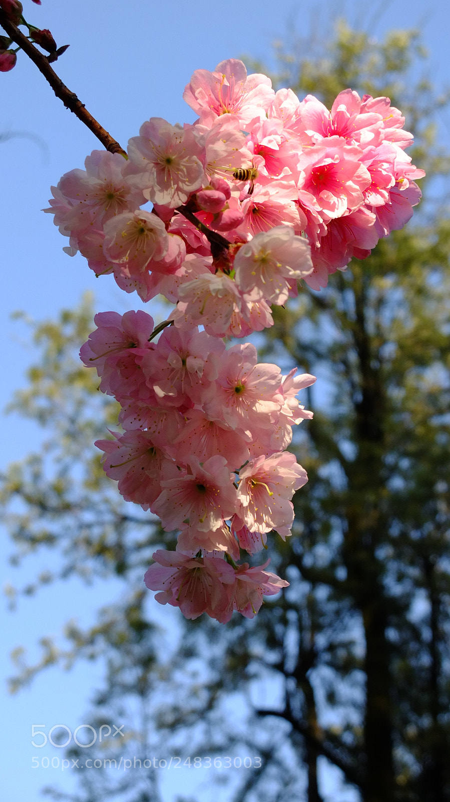 Fujifilm X10 sample photo. Untitled photography
