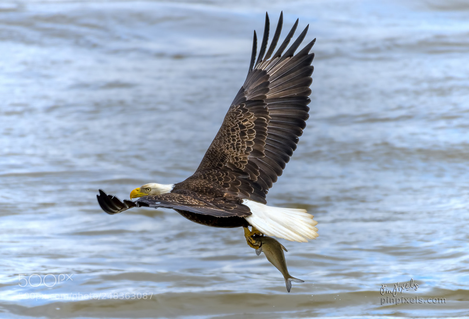 Nikon D850 sample photo. Bald eagle of the photography
