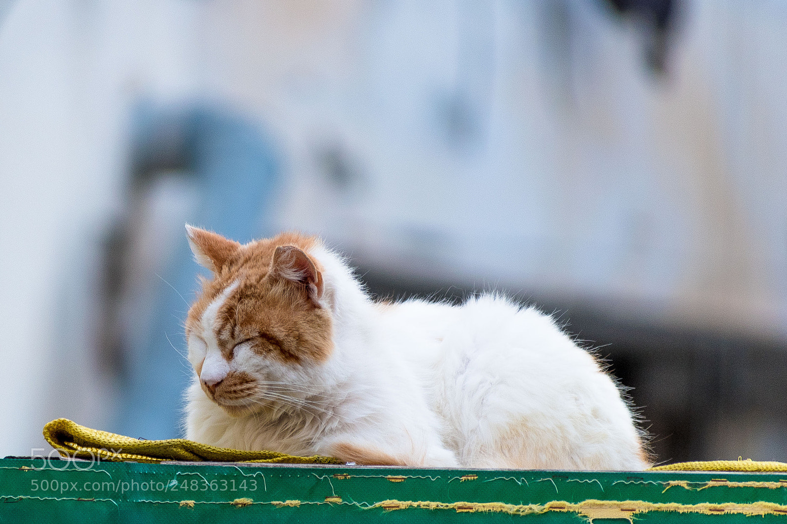 Nikon D5600 sample photo. Day sleeper photography