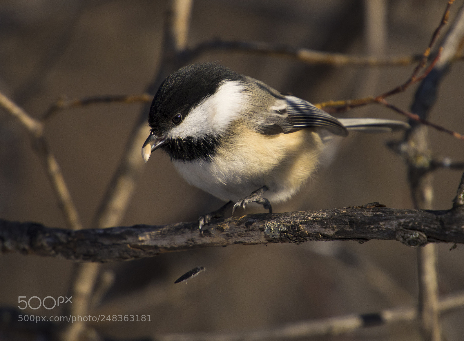 Nikon D810 sample photo. Feeding time photography