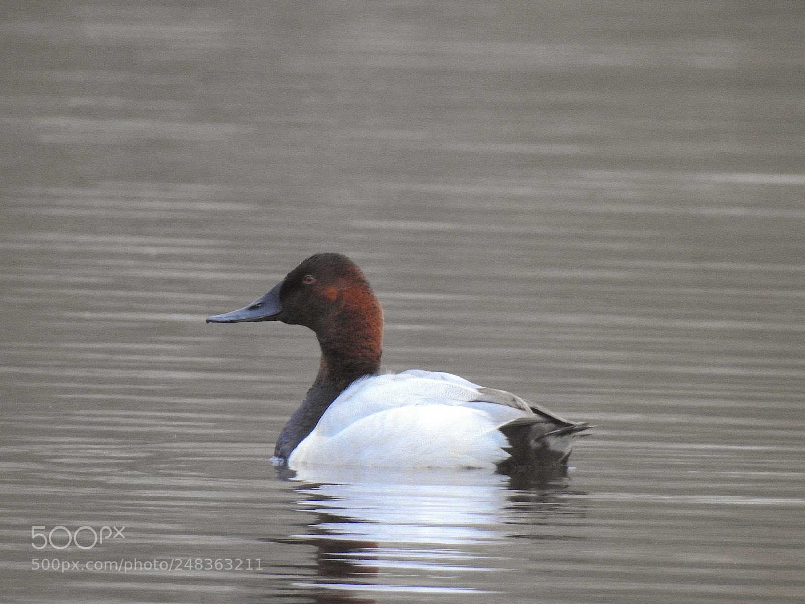 Nikon Coolpix P900 sample photo. Canvasback photography