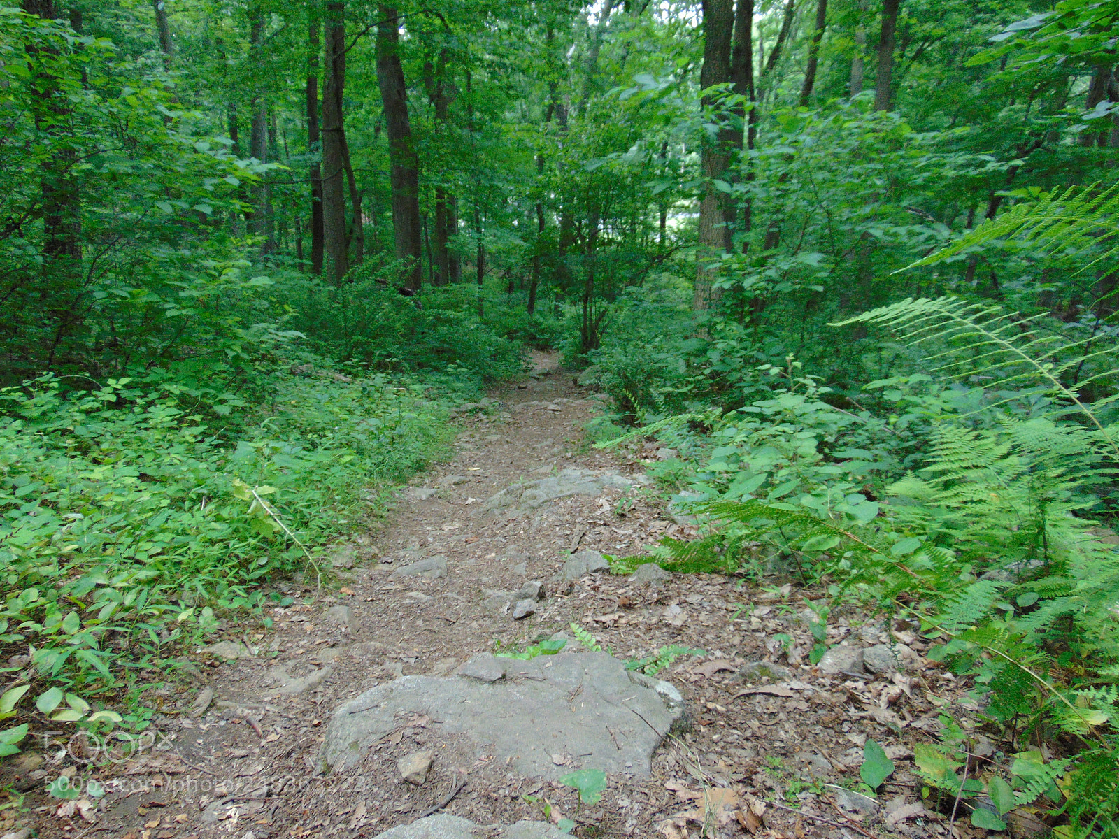 Sony Cyber-shot DSC-H300 sample photo. Nature photography