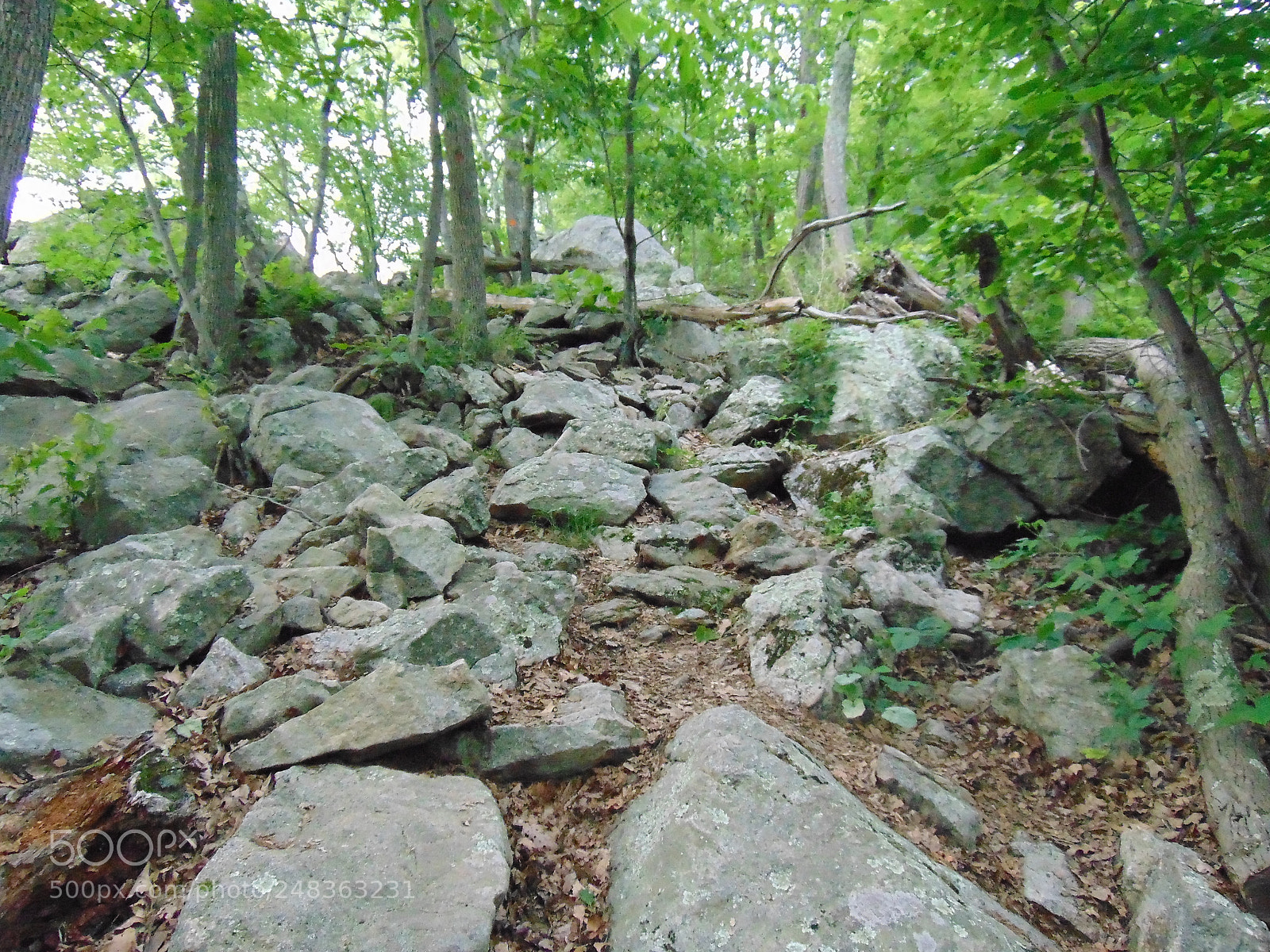 Sony Cyber-shot DSC-H300 sample photo. Nature photography