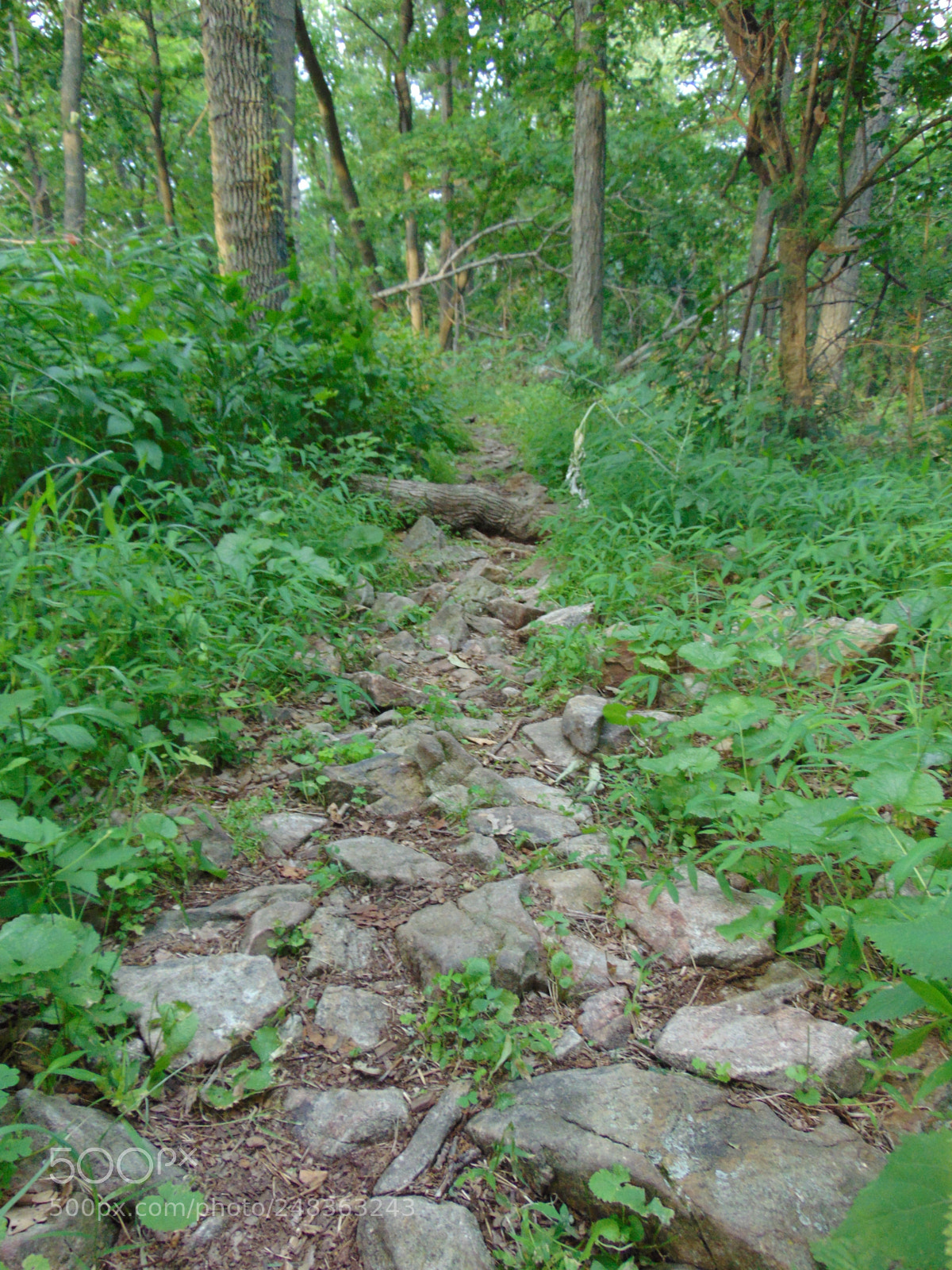 Sony Cyber-shot DSC-H300 sample photo. Nature photography