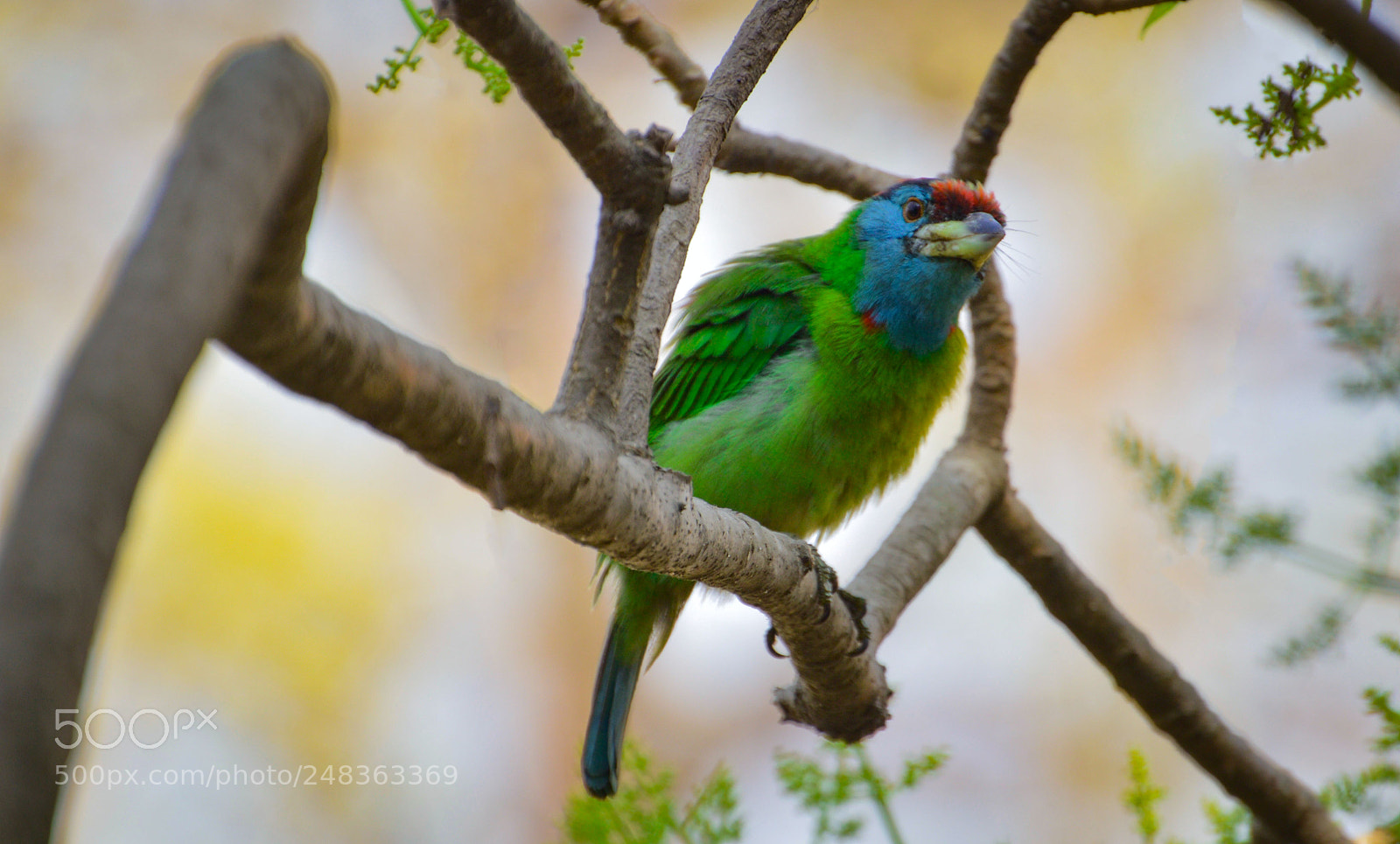 Nikon D3200 sample photo. Blue throated barbet at photography