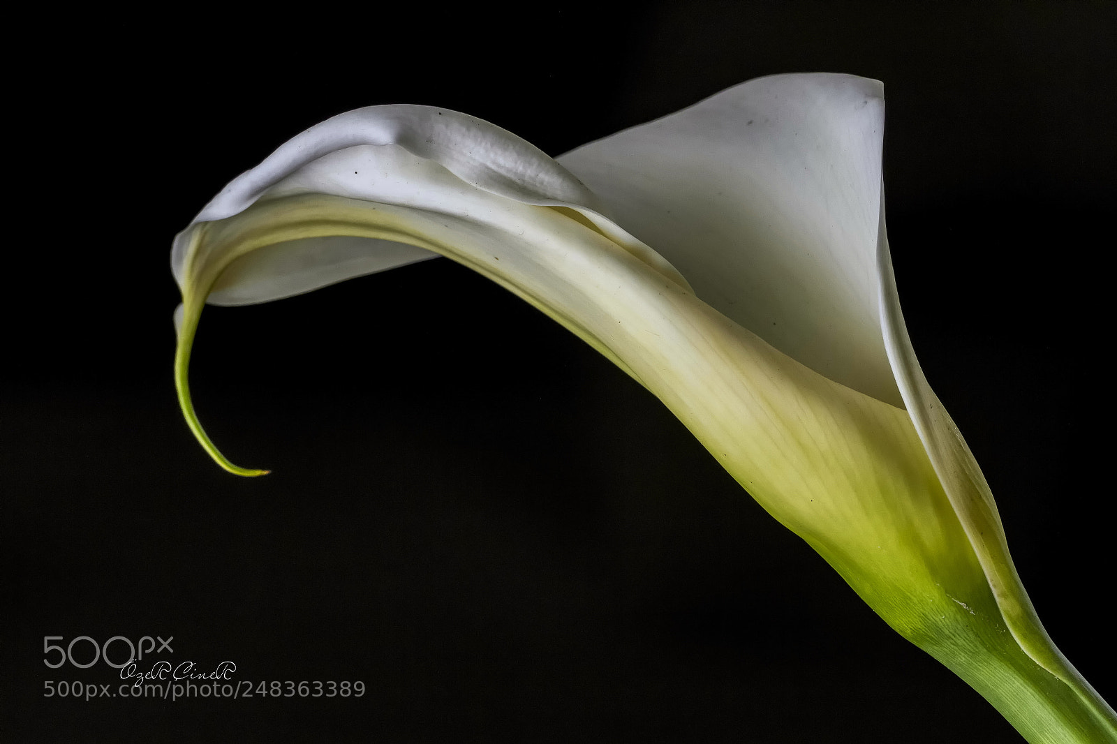 Canon EOS 7D sample photo. Gala / calla photography
