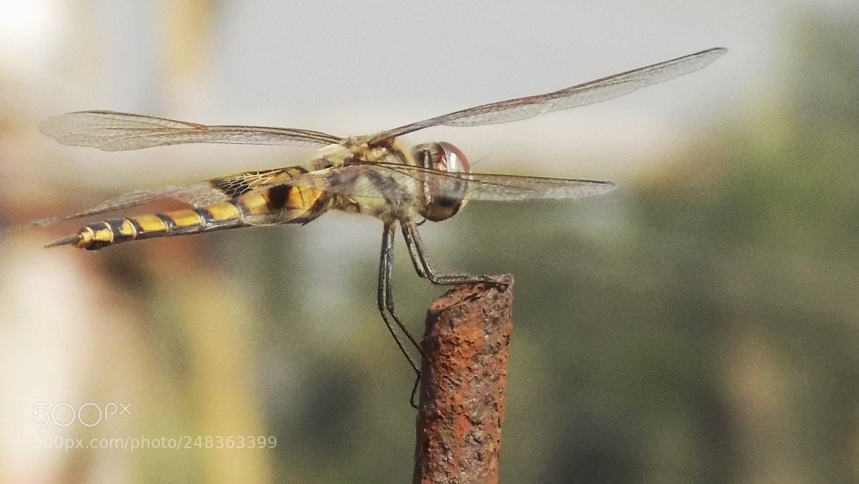 Nikon COOLPIX L340 sample photo. Dragonfly photography
