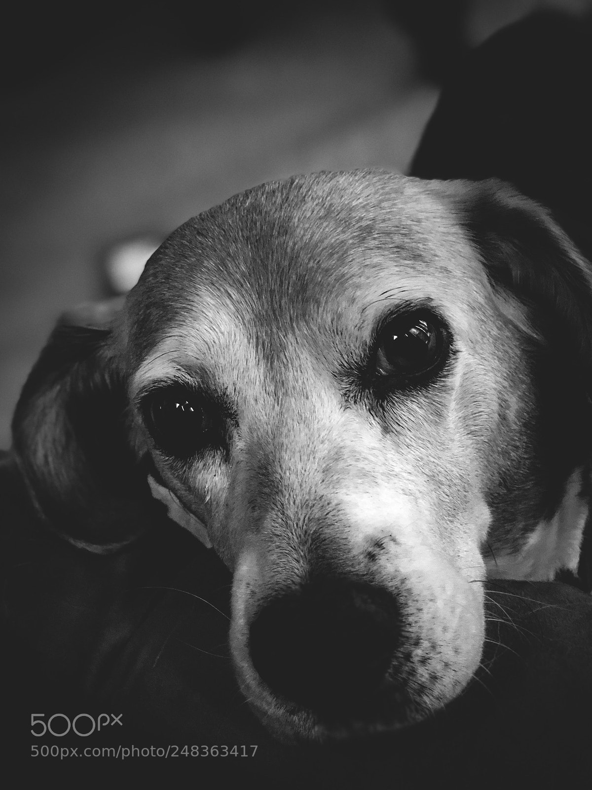 Apple iPhone X sample photo. Begging for a treat photography
